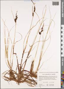 Carex subspathacea × aquatilis, Восточная Европа, Северный район (E1) (Россия)