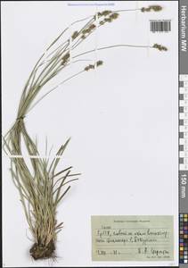 Осока, Кавказ, Грузия (K4) (Грузия)