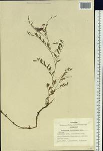 Corethrodendron fruticosum (Pall.) B.H.Choi & H.Ohashi, Сибирь, Алтай и Саяны (S2) (Россия)