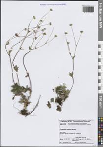 Лапчатка красноватая T.J.Sørensen, Сибирь, Центральная Сибирь (S3) (Россия)