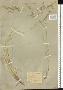 Щучка дернистая (L.) P.Beauv., Восточная Европа, Северный район (E1) (Россия)