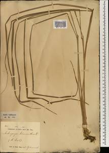 Cymbopogon schoenanthus (L.) Spreng., Зарубежная Азия (ASIA) (Индонезия)