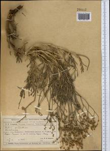 Кермек полукустарниковый (L.) Kuntze, Средняя Азия и Казахстан, Муюнкумы, Прибалхашье и Бетпак-Дала (M9) (Казахстан)