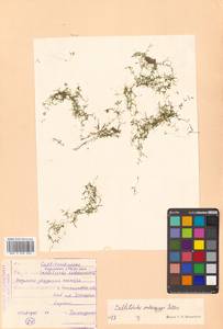 Callitriche palustris subsp. palustris, Сибирь, Дальний Восток (S6) (Россия)