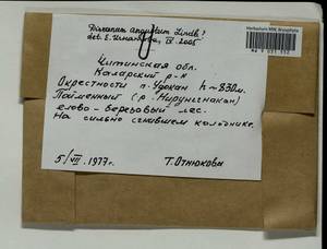 Dicranum angustum Lindb., Гербарий мохообразных, Мхи - Прибайкалье и Забайкалье (B18) (Россия)