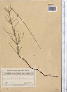 Хвощ ветвистый Desf., Средняя Азия и Казахстан, Муюнкумы, Прибалхашье и Бетпак-Дала (M9) (Казахстан)