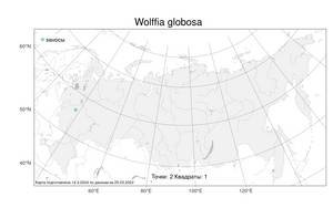 Wolffia globosa, Вольфия шаровидная (Roxb.) Hartog & Plas, Атлас флоры России (FLORUS) (Россия)