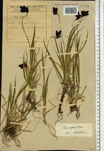 Carex caucasica subsp. caucasica, Сибирь, Прибайкалье и Забайкалье (S4) (Россия)