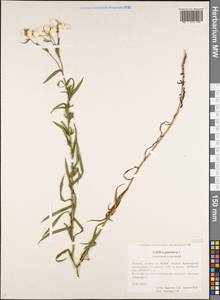 Achillea ptarmica subsp. ptarmica, Кавказ, Краснодарский край и Адыгея (K1a) (Россия)