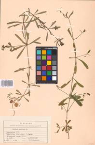 Подмаренник цепкий L., Восточная Европа, Южно-Украинский район (E12) (Украина)