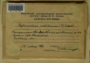 Hylocomium splendens (Hedw.) Schimp., Гербарий мохообразных, Мхи - Центральное Нечерноземье (B6) (Россия)
