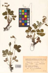 Земляника зеленая, Полуница Duchesne, Восточная Европа, Средневолжский район (E8) (Россия)