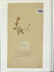 Очиток едкий L., Восточная Европа, Западный район (E3) (Россия)