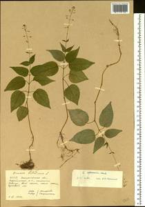 Circaea ×intermedia Ehrh., Восточная Европа, Западно-Украинский район (E13) (Украина)