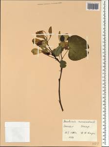 Bauhinia monandra Kurz, Африка (AFR) (Сенегал)