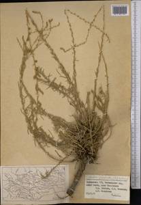 Бассия простертая (L.) Beck, Средняя Азия и Казахстан, Западный Тянь-Шань и Каратау (M3) (Киргизия)