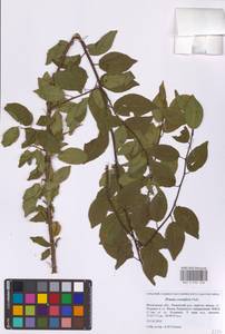 Алыча Ehrh., Восточная Европа, Московская область и Москва (E4a) (Россия)