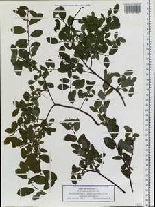 Ива черничная L., Сибирь, Западная Сибирь (S1) (Россия)