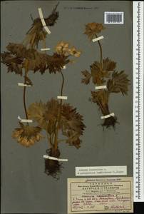 Anemonastrum narcissiflorum subsp. fasciculatum (L.) Raus, Кавказ, Грузия (K4) (Грузия)
