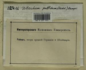 Ditrichum pallidum (Hedw.) Hampe, Гербарий мохообразных, Мхи - Западная Европа (BEu) (Неизвестно)