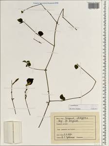 Acanthaceae, Зарубежная Азия (ASIA) (Индия)