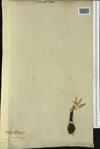 Colchicum montanum L., Западная Европа (EUR) (Испания)