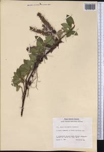 Salix arctophila Cockerell ex Heller, Америка (AMER) (Гренландия)