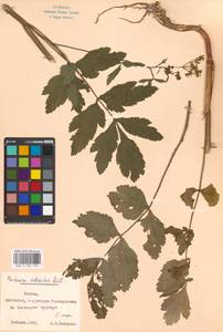 Пастернак посевной L., Восточная Европа, Московская область и Москва (E4a) (Россия)