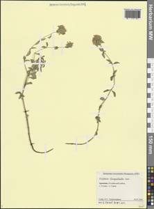 Зизифора пахучковидная Lam., Кавказ, Армения (K5) (Армения)