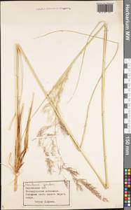 Neotrinia splendens (Trin.) M.Nobis, P.D.Gudkova & A.Nowak, Средняя Азия и Казахстан, Северный и Центральный Тянь-Шань (M4) (Киргизия)