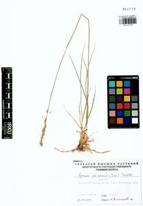 Волоснец китайская (Trin.) Tzvelev, Сибирь, Прибайкалье и Забайкалье (S4) (Россия)