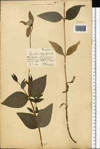 Ломонос цельнолистный L., Восточная Европа, Центральный лесостепной район (E6) (Россия)