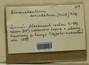Dicranodontium denudatum (Brid.) E. Britton, Гербарий мохообразных, Мхи - Красноярский край, Тыва и Хакасия (B17) (Россия)