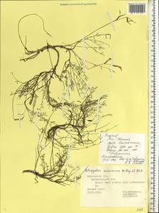 Астрагал украинский Popov & Klokov, Восточная Европа, Центральный лесостепной район (E6) (Россия)