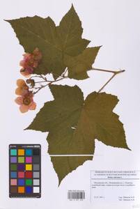 Малина душистая L., Восточная Европа, Московская область и Москва (E4a) (Россия)