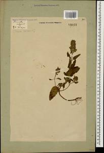 Черноголовка обыкновенная L., Кавказ, Грузия (K4) (Грузия)
