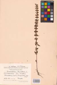 MHA 0 155 933, Змееголовник тимьяноцветковый L., Восточная Европа, Восточный район (E10) (Россия)