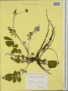Псефеллюс шалфеелистный Boiss., Кавказ, Северная Осетия, Ингушетия и Чечня (K1c) (Россия)