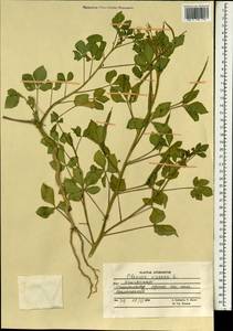 Corynandra viscosa subsp. viscosa, Зарубежная Азия (ASIA) (Афганистан)
