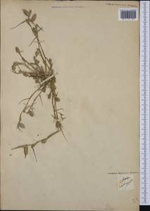 Sporobolus schoenoides (L.) P.M.Peterson, Западная Европа (EUR)