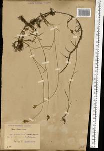 Осока ранняя Schreb., Восточная Европа, Белоруссия (E3a) (Белоруссия)