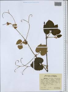 Rhoicissus tridentata (L. fil.) Wild & R. B. Drumm., Африка (AFR) (Эфиопия)