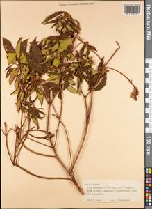 Magnoliopsida, Австралия и Океания (AUSTR) (Французская Полинезия)