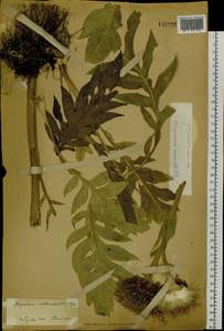 Rhaponticum carthamoides subsp. carthamoides, Сибирь, Западный (Казахстанский) Алтай (S2a) (Казахстан)