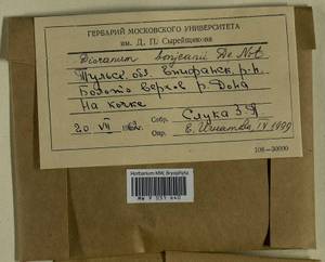 Dicranum bonjeanii De Not., Гербарий мохообразных, Мхи - Центральное Нечерноземье (B6) (Россия)