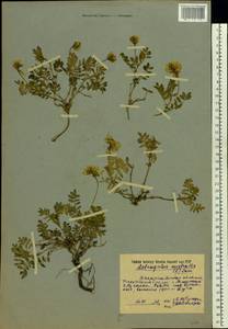 Астрагал австрийский Jacq., Восточная Европа, Западно-Украинский район (E13) (Украина)