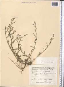 Полынь прутьевидная (Ledeb.) Poljakov, Средняя Азия и Казахстан, Муюнкумы, Прибалхашье и Бетпак-Дала (M9) (Казахстан)