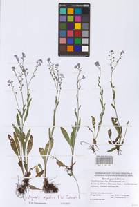 Myosotis alpestris subsp. suaveolens (Waldst. & Kit. ex Willd.) Strid, Восточная Европа, Восточный район (E10) (Россия)