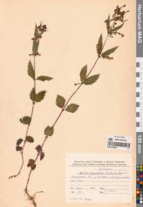 Urtica dioica var. holosericea Fr., Сибирь, Чукотка и Камчатка (S7) (Россия)