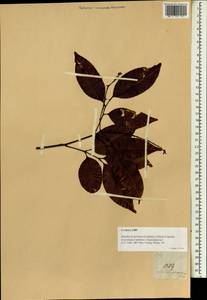 Mischocarpus sundaicus Bl., Зарубежная Азия (ASIA) (Филиппины)